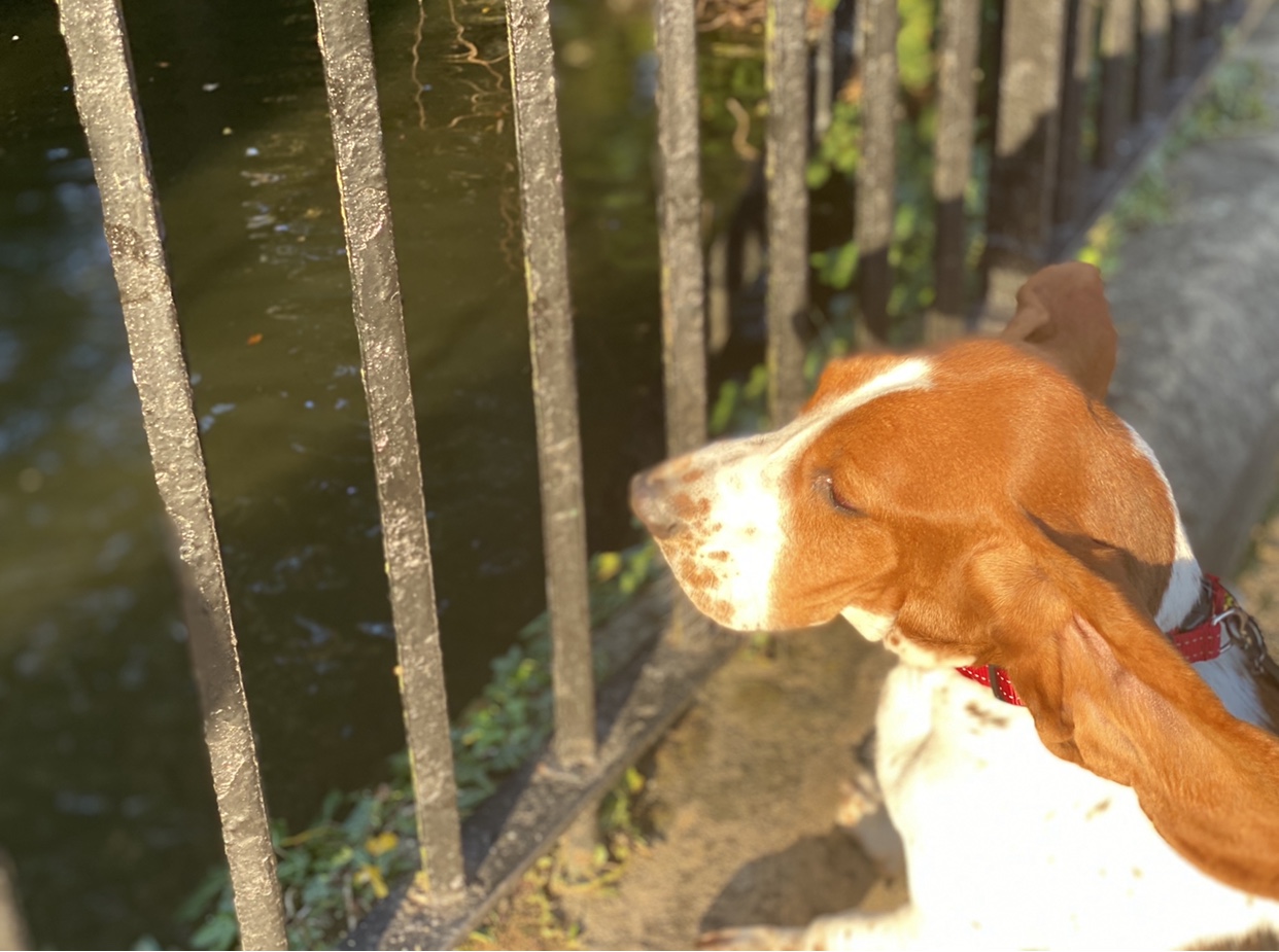 Lillia overlooking the pond